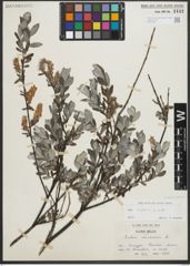 Foto von Salix repens subsp. repens L.